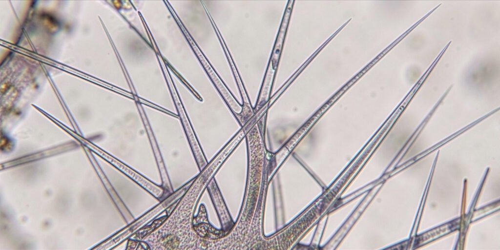 Microscopic view of spicules used in skincare products.